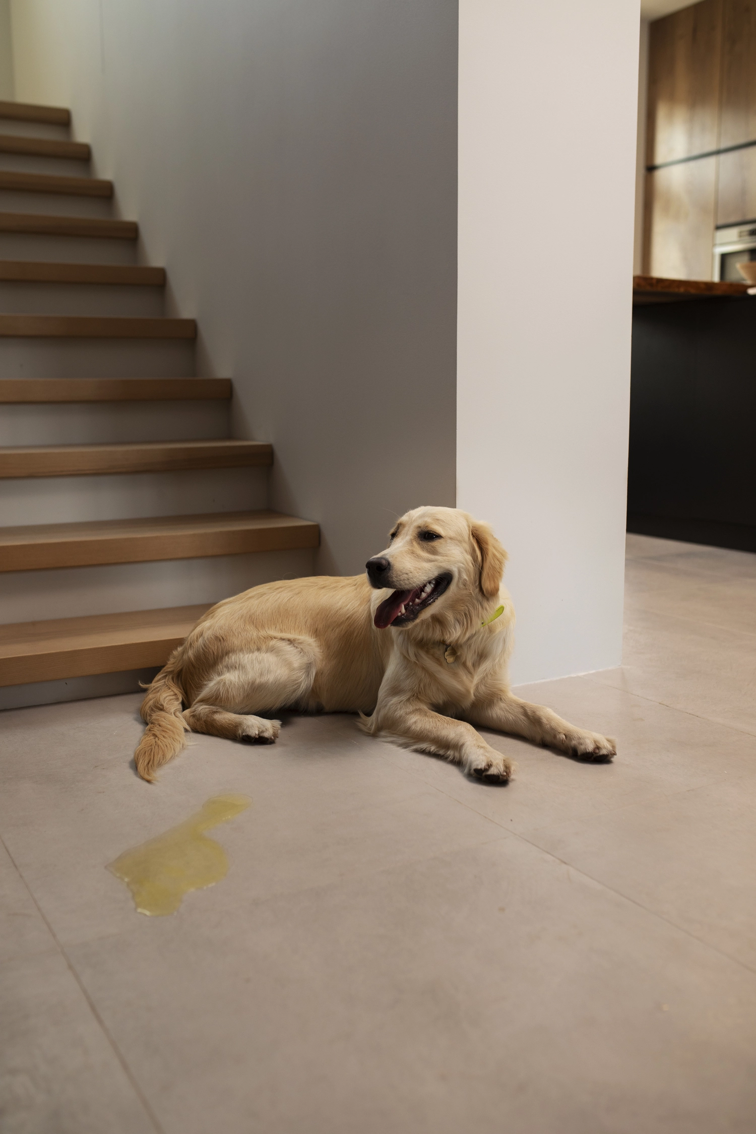 Comment réagir lorsque mon chien urine dans la maison